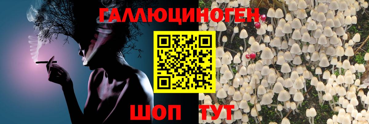 Галлюциногенные грибы Psilocybe Хасавюрт
